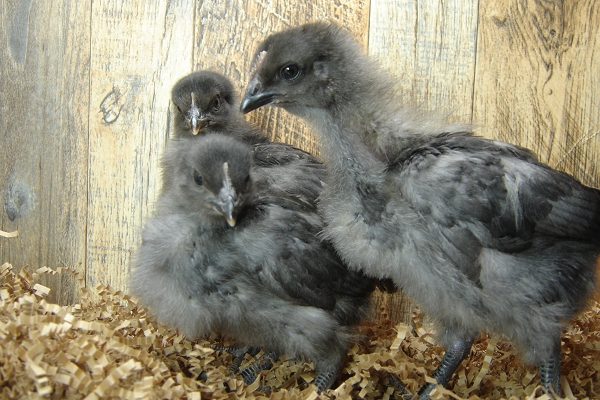 3 Pullet Chicks Week 2 - 3 Steel Blue Novagen